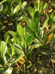 Baccharis macrantha