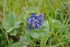 Corydalis pseudobarbisepala