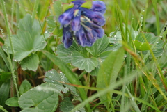 Corydalis pseudobarbisepala