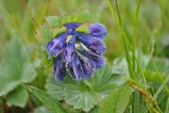 Corydalis pseudobarbisepala