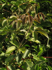Rubus floribundus
