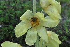 Meconopsis integrifolia