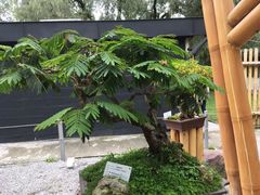 Calliandra trinervia