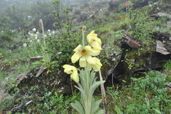 Meconopsis integrifolia