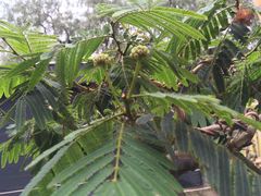 Calliandra trinervia