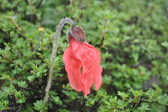 Meconopsis punicea