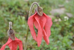 Meconopsis punicea