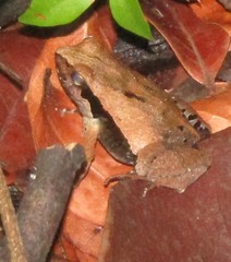 Physalaemus cuvieri