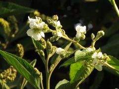 Rubus floribundus