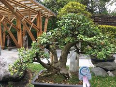 Citharexylum ilicifolium