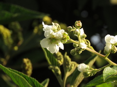 Rubus floribundus