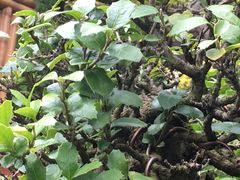 Citharexylum ilicifolium