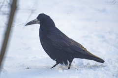 Corvus frugilegus