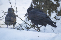 Corvus frugilegus