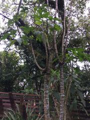 Vasconcellea × pentagona