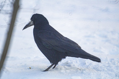 Corvus frugilegus