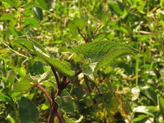 Ageratina apollinairei