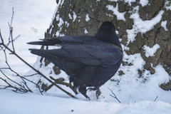 Corvus frugilegus