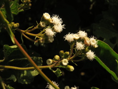 Ageratina apollinairei