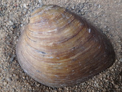 Ellipsaria lineolata