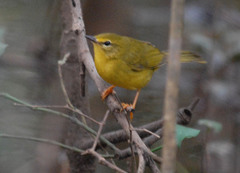 Myiothlypis flaveola