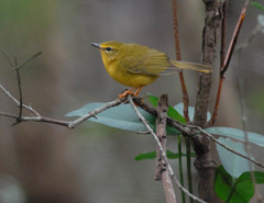 Myiothlypis flaveola