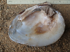 Ellipsaria lineolata