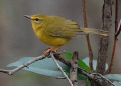 Myiothlypis flaveola