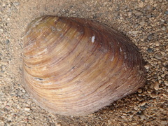Ellipsaria lineolata