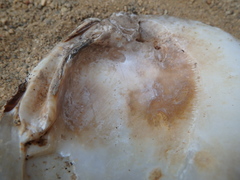 Ellipsaria lineolata