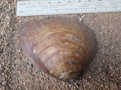 Ellipsaria lineolata