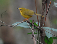 Myiothlypis flaveola