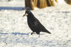 Corvus frugilegus