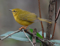 Myiothlypis flaveola