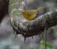 Myiothlypis flaveola