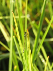 Ischnura chingaza
