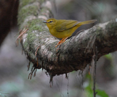 Myiothlypis flaveola
