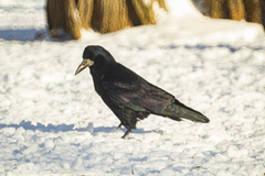 Corvus frugilegus