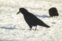 Corvus frugilegus
