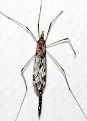 Tipula longiventris
