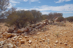 Acacia aptaneura