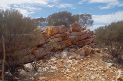 Acacia aptaneura