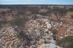 Acacia aptaneura