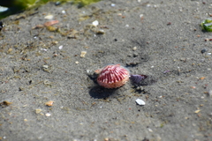 Aequipecten tehuelchus