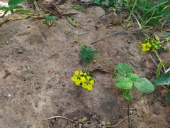 Stigmaphyllon jatrophifolium