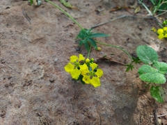 Stigmaphyllon jatrophifolium