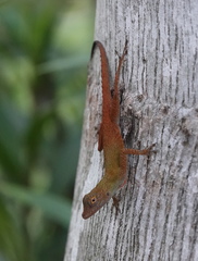 Anolis distichus