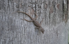 Anolis distichus