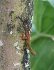 Anolis distichus