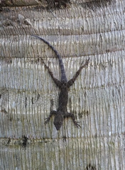 Anolis distichus